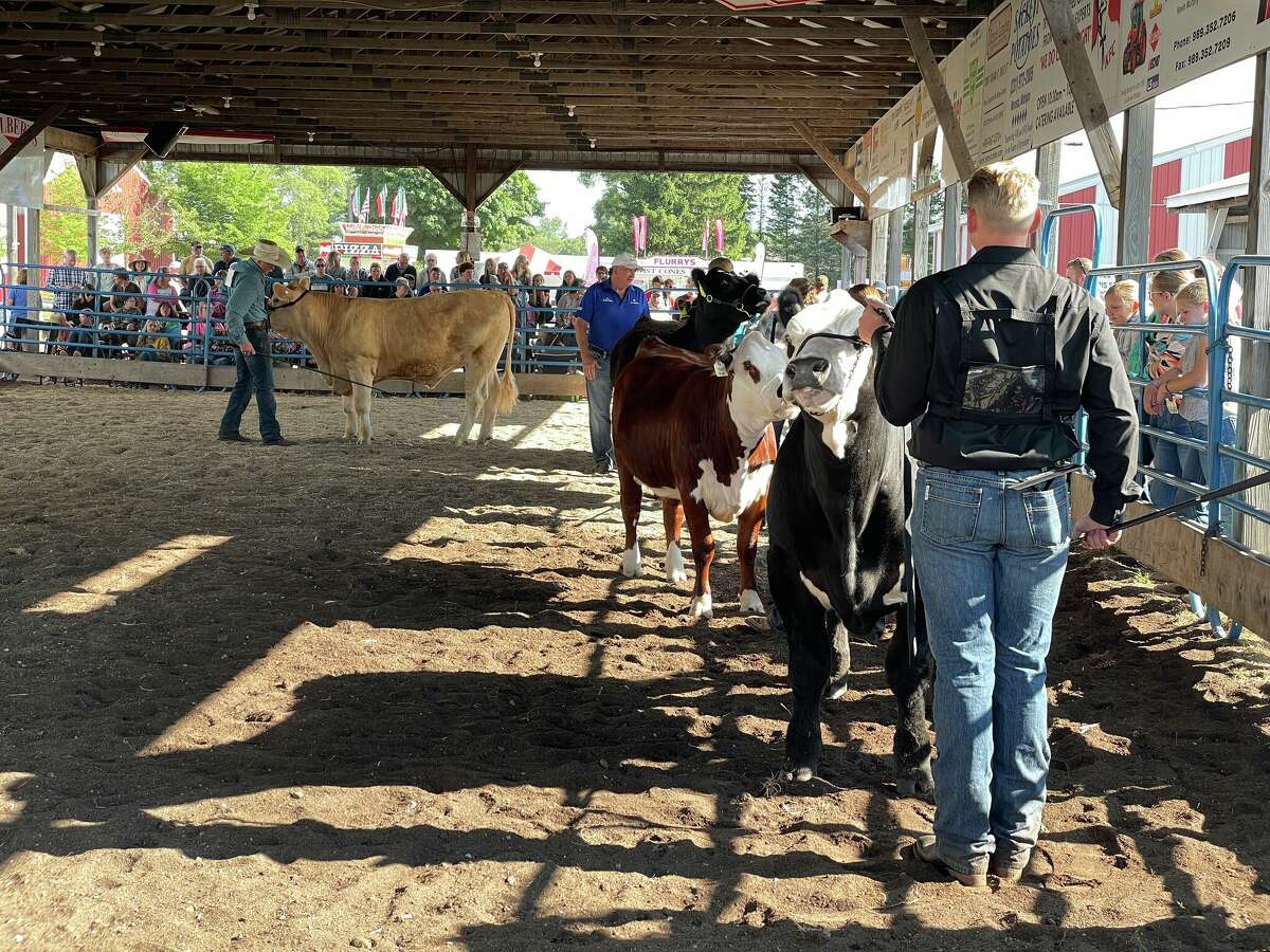 Michigan 4-H youth presenting livestock at a county fair
